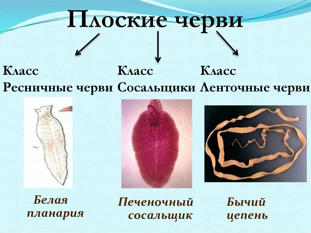 Черви сосальщики. Плоские черви классы. Сосальщики и ленточные черви. Класс Ресничные черви. Тип плоские черви печеночный сосальщик