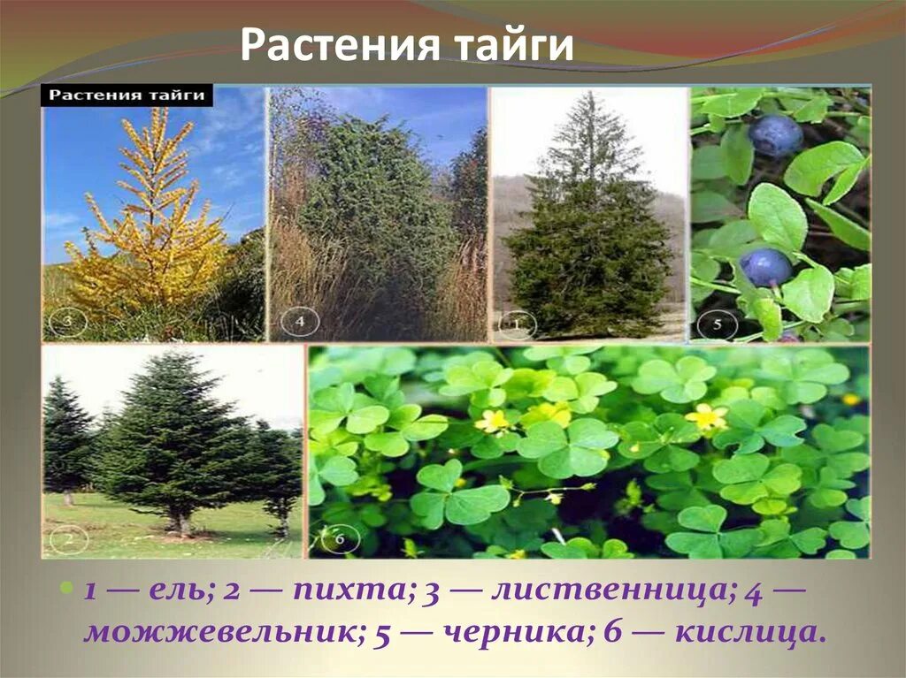 Растительном какой природной зоне