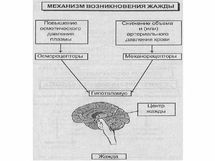 Органы принимающие участие в процессе выделения. Схема органов выделения таблица. Физиология выделительной системы. Функциональная система выделения физиология. Выделительная система почки физиология.