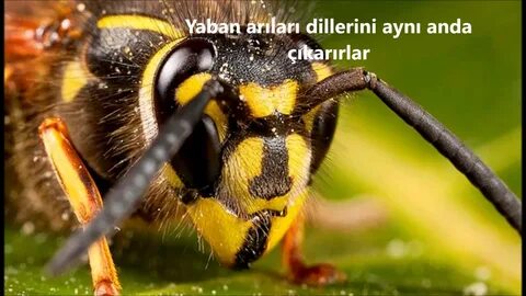 [Resim: i?id=d2dd235ca15ea19bf0d10976d3781e665f5...humbs&n=13]