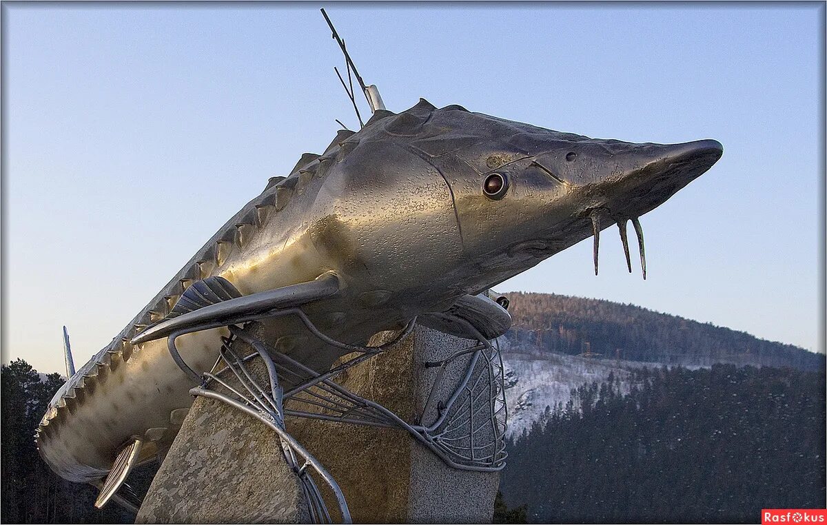 Царь рыба слушать. Царь-рыба красноярск фото. Царь рыба слушать. Царь рыба астафьева. ).