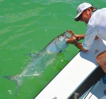 Tarpon t 5s