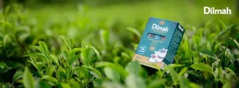 Dilmah крупнолистовой