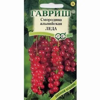 Семена смородины