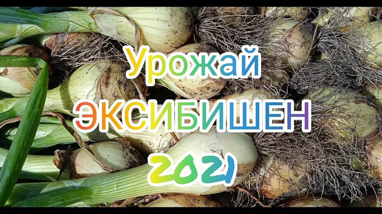 Эксибишен на рассаду в сибири. Лук эксибишен урожай. лук эксибишен в улитке. лук эксибишен подкормки. семена эксибишен лук урожайность.