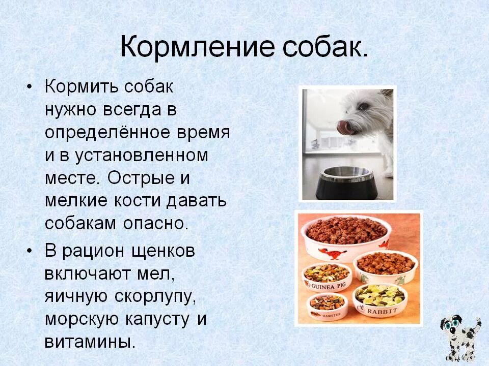 Чем можно дать 16 в. Чем кормить собаку. Пища собак. Рацион питания собаки. Питание домашних животных.