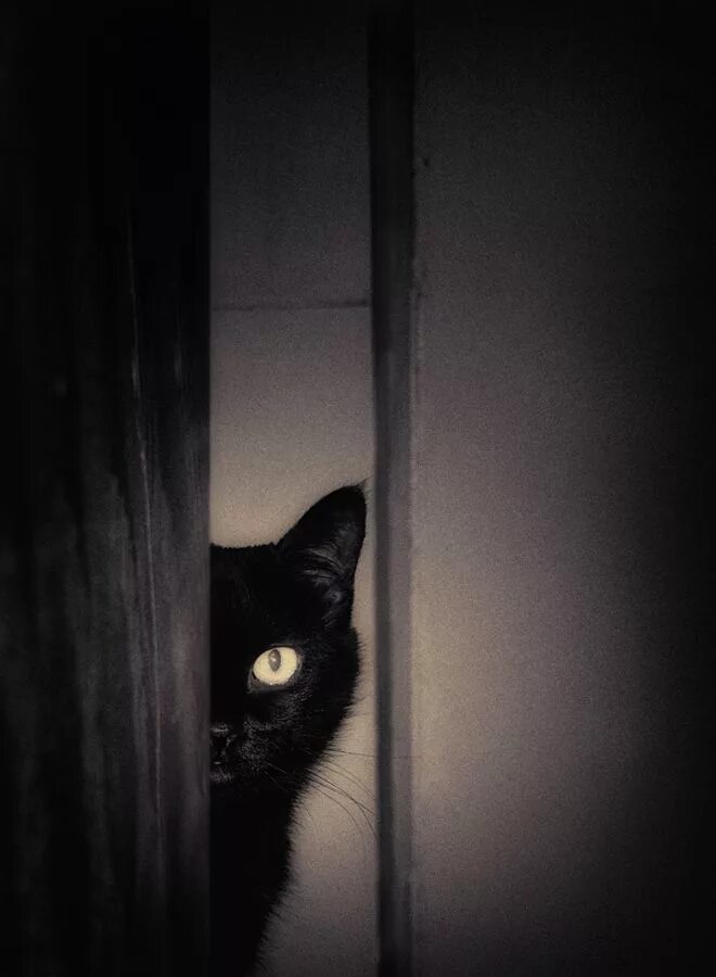 Черная кошка. Черный кот выглядывает. Черный кот в черной комнате. Черная кошка выглядывает. Тайны черной кошки