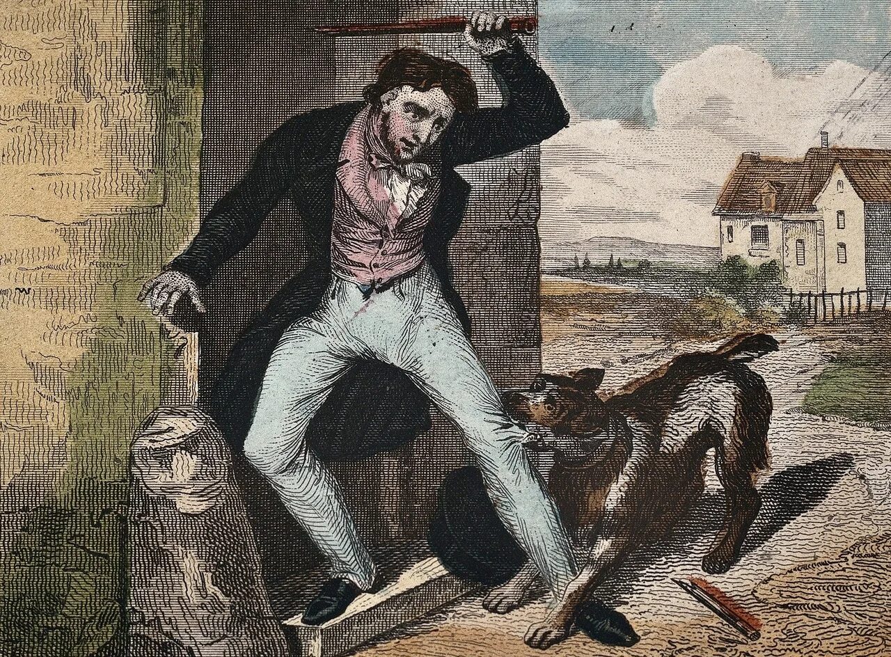 Эпидемия бешенства. Прививка от бешенства человеку. Бешенство в средние века. Памятка для хозяев животных бешенство. Эпидемия бешенства.