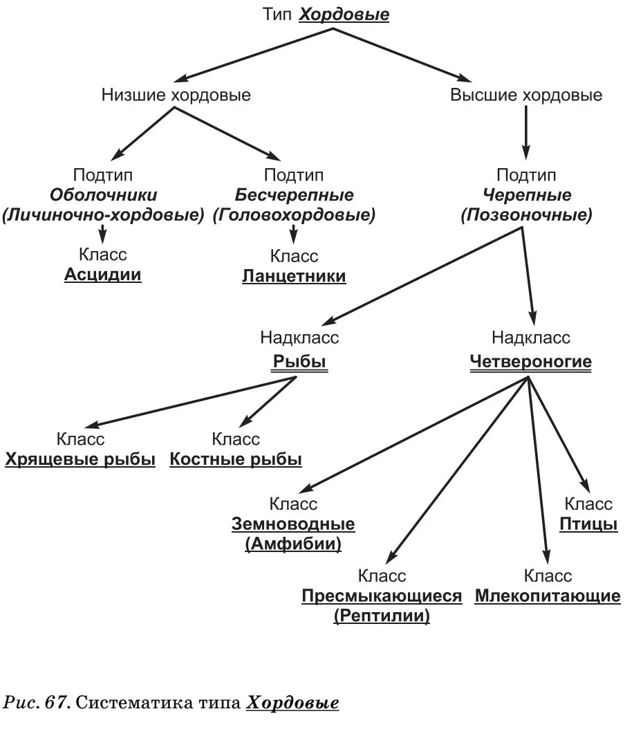 Тип Хордовые общая характеристика 7 класс таблица. Тип Хордовые Бесчерепные и Черепные таблица. Сравнительная таблица Тип Хордовые Подтип позвоночны. Хордовые классификация схема. Относится ли человек к хордовым
