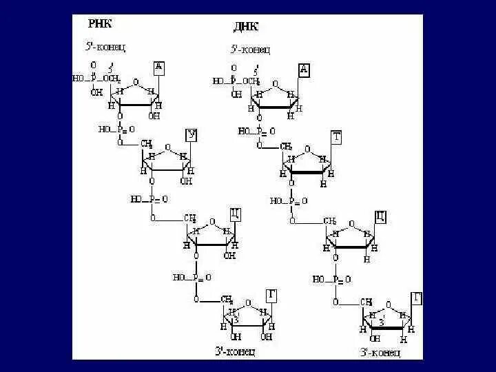 Первичная структура РНК формула. Первичная структура ДНК И РНК. Цепь РНК формула. Первичная структура ДНК формула.