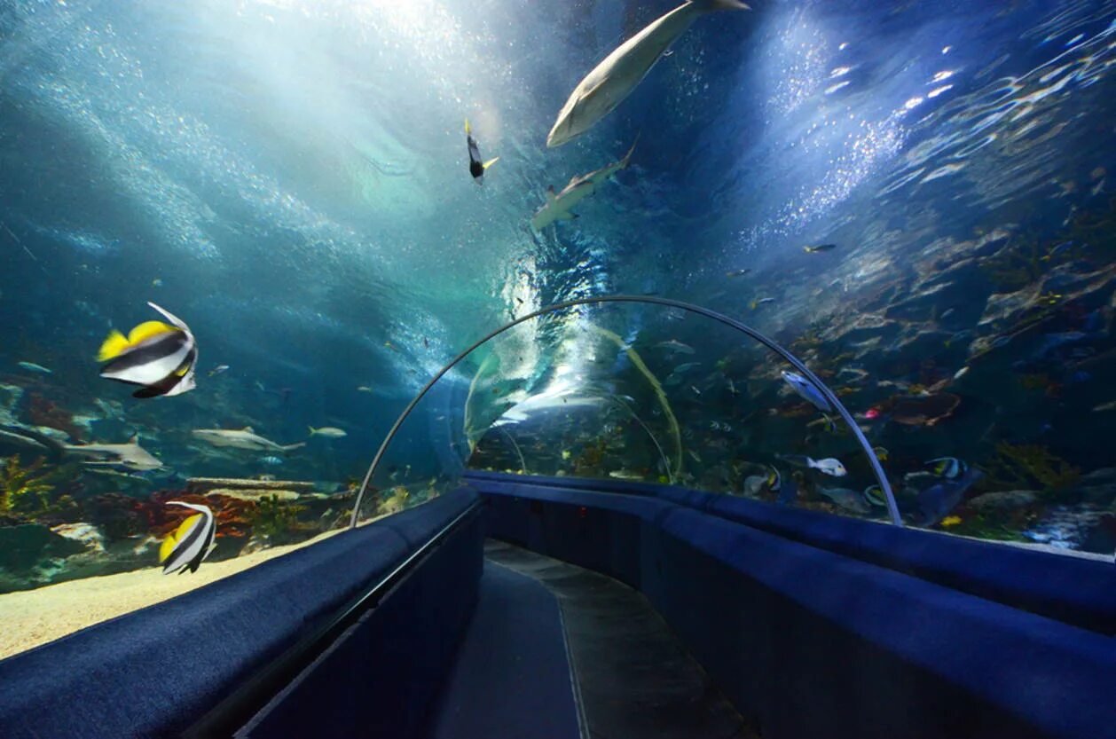 Аквариум sea life стамбул. Стамбульский аквариум флория. Стамбул аквариум turkuazoo. Океанариум флория в стамбуле. Аквариум флория.