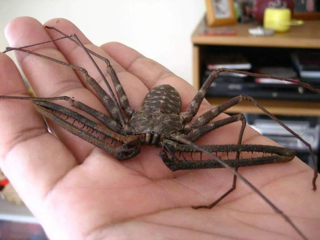 Фрин дамон паук. Фрины phrynus marginemaculatus. Фрин дамон паук. Фрин дамон вариегатус. Фин паук.