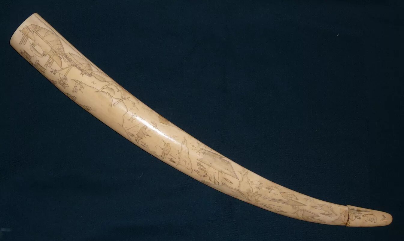 клык моржа. кость моржа. бакулюм моржовый резной. китовый бакулюм. резной бакулюм.