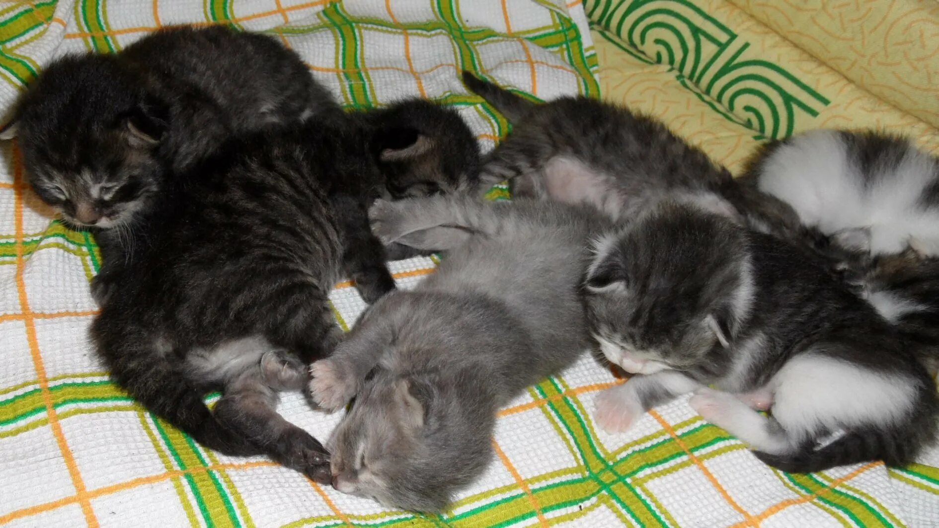 Котенку 2 3 недели. Котенку 2 3 недели. Котята мейн кун 2 недели. Недельные котята. 2 недельный котенок.