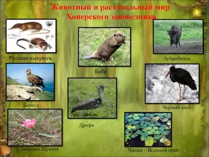 Окружающий мир растения и животные