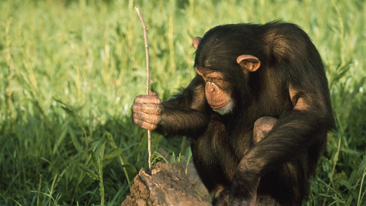 Some monkeys