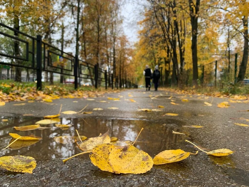 10 11 12 октября. Ижевск осень. Осенний лист на мокром асфальте. Осадки частые осенью. Заставка мокрая листва.
