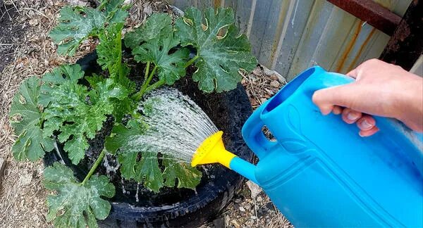 Кабачки в поле. Кабачок в августе. Полив тыквы. Полив кабачков. Кабачок в августе.