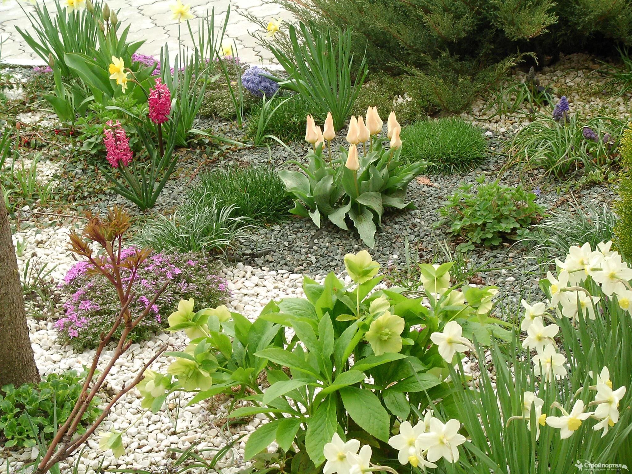 Ранние цветы на даче фото. Альпийская горка тюльпан Нарцисс Крокус. Примула Альпийская. Лилейники примула клумба. Альпийская горка миксбордер Хоста.