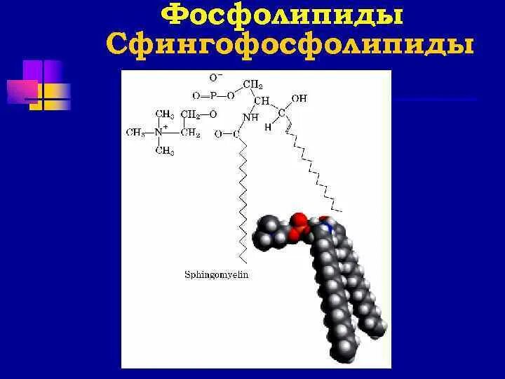 Строение фосфолипидов биохимия. Фосфолипиды сфингофосфолипиды. Фосфолипиды строение биохимия. Строение фосфолипидов. Строение фосфолипида