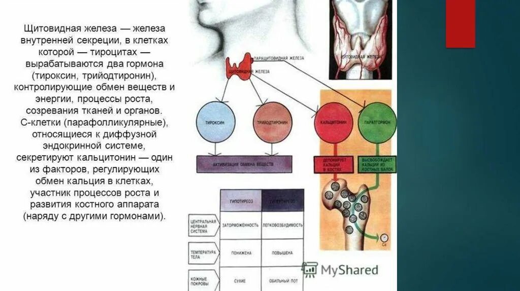 Выработка гормонов щитовидной железы. Щитовидная железа продуцирует гормон. Выработка гормонов щитовидной железы рисунок. Железы внутренней секреции щитовидная железа. Гипофункция тиреотропного гормона