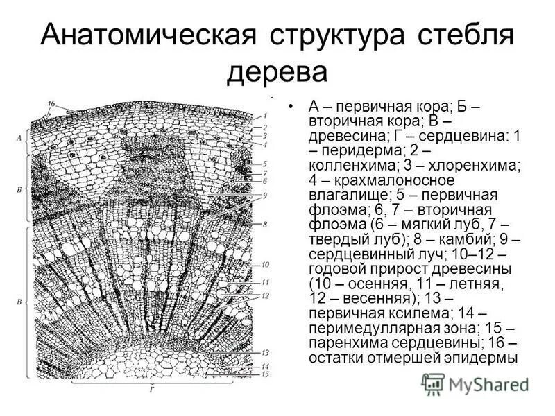 Поперечного среза стебля растения. Строение стебля двудольного древесного растения. Поперечный срез стебля двудольного древесного растения. Анатомическое строение стебля двудольных древесных растений. Анатомическое строение стебля липы ЕГЭ.