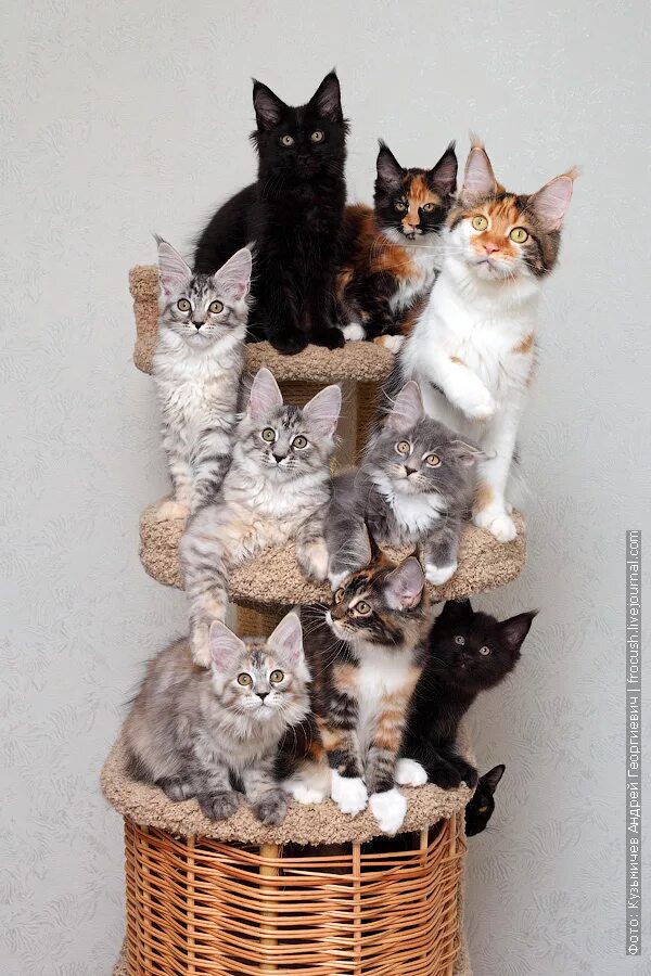 7 кошачий. 7 кошачий. пять котят. семья кошек. несколько кошек.