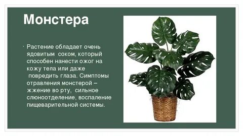 Растения опасные для жизни и здоровья
