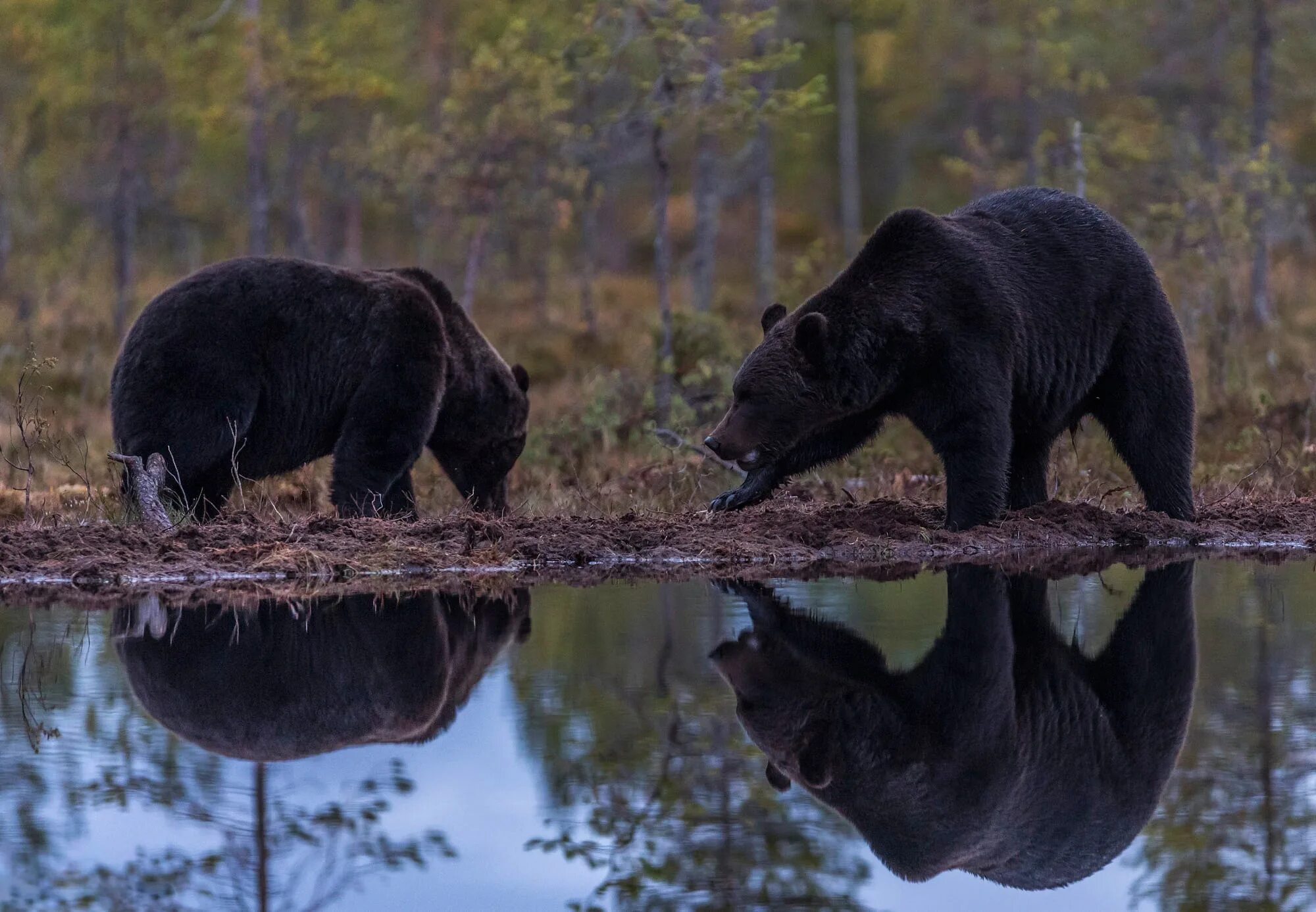 Медведь в темном лесу. Фотоловушка барибал медведь. Медведь в темном лесу. Волки и медведи. Бурый медведь хозяин тайги.