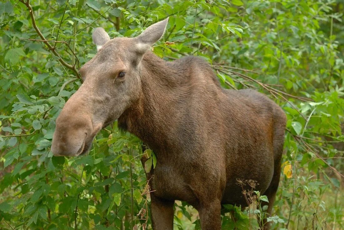 Лось без рогов. Безрогий Лось. Самка лося. Лосиха самка. Молодой Лось.