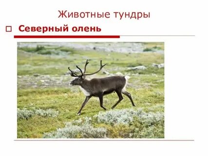 Красная книга тундры 4 класс окружающий мир