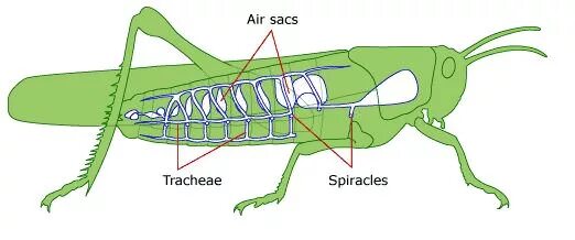 Put some of this insect