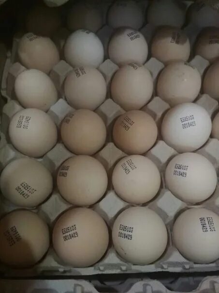 Инкубационное яйцо Кобб 500 Испания. Инкубационное яйцо Росс 308. Бройлер Кобб 500 яйцо. Инкубационное яйцо бройлера Росс 308. Инкубационное яйцо купить в брянской