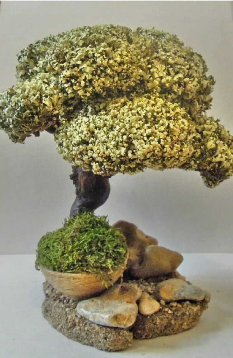 остров племён пень. стабилизированный мох бонсай. живой мох дерево. дерево мох цетрария. дерево мох цетрария.