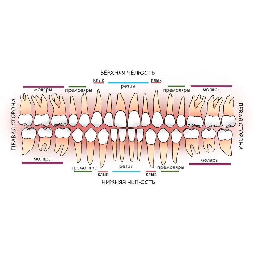 Названия зубов человека. Названия зубов в стоматологии. Схема зубов с названиями. Расположение зубов по номерам. Название зубов у человека.