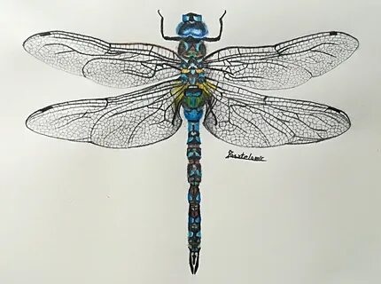Стрекоза рисунок