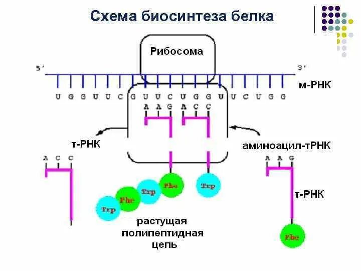 Процесс биосинтеза белка схема. Процесс синтеза белка схема. ТРНК на схеме биосинтеза белка.