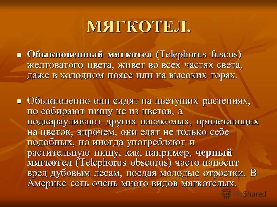 Мои качества характера. Мягкотелость это. Мягкотелость это что значит. Мягкотелость характера. Мягкотелость это.