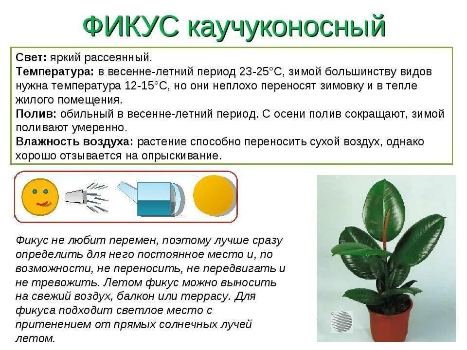 Рассмотрите изображение листа фикуса и опишите. Рассмотрите изображение листа фикуса и опишите