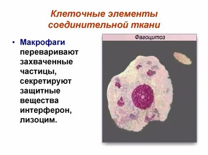 Для макрофагов характерны