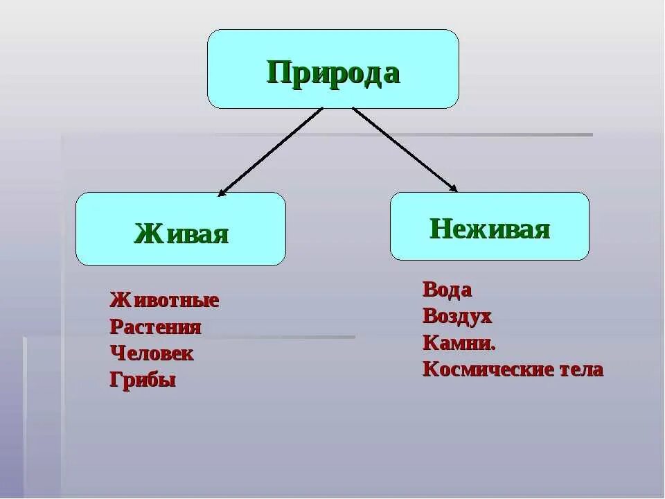 Как отличить живую. Таблица Живая и неживая природа. Признаки объектов живой природы. Объекты живой и неживой природы. Живая и неживая природа 2 класс окружающий мир.