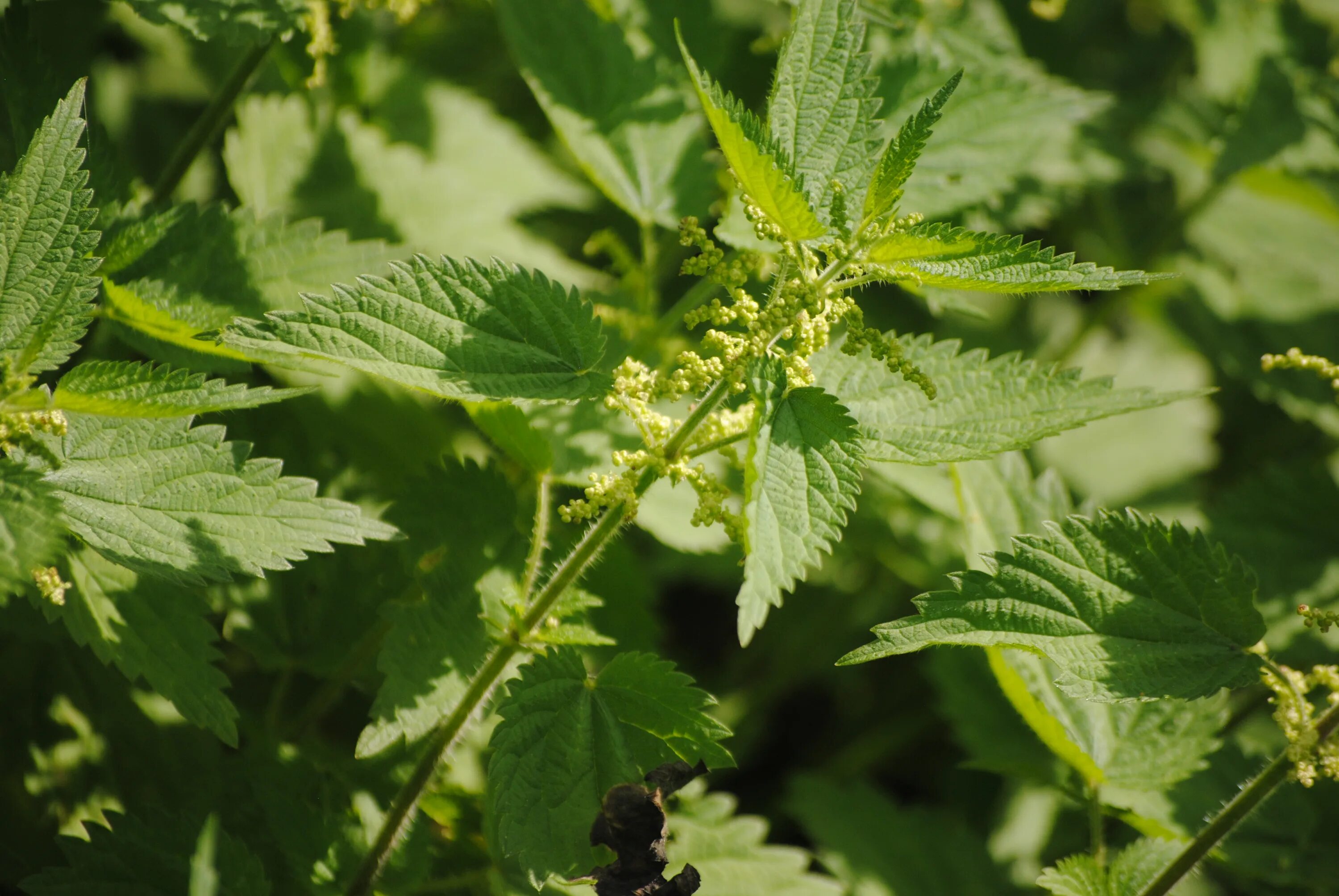 Крапива (Urtica dioica). Крапива двудомная (Urtica dioica). Крапива двудомная (Urtica dioica l.). Крапива двудомная (Urtíca dióica).