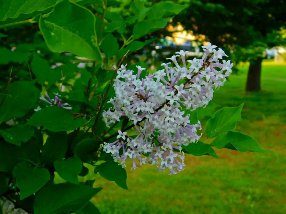 Сирень раскидистая Miss Kim. Сирень раскидистая (Syringa patula). Сирень раскидистая (Syringa patula) Miss Kim. Сирень Мисc Эллен Уилмотт. Сирень мисс