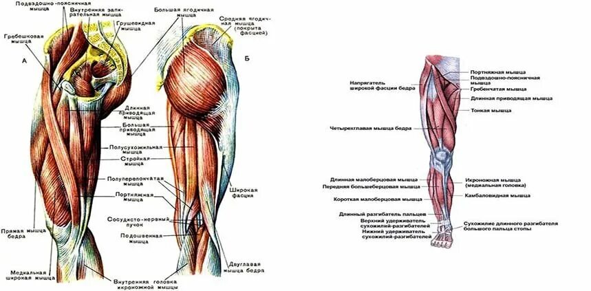 мышцы нижней конечности анатомия строение. мышцы нижней конечности анатомия. проксимальные мышцы конечностей. нижние мышцы ног. нижние мышцы ног.