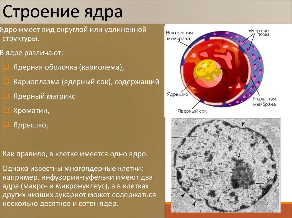 Строение и функции ядрышка клетки. Ядро клетки строение и функции. Структура и функции ядра клетки. Назовите структуры ядра