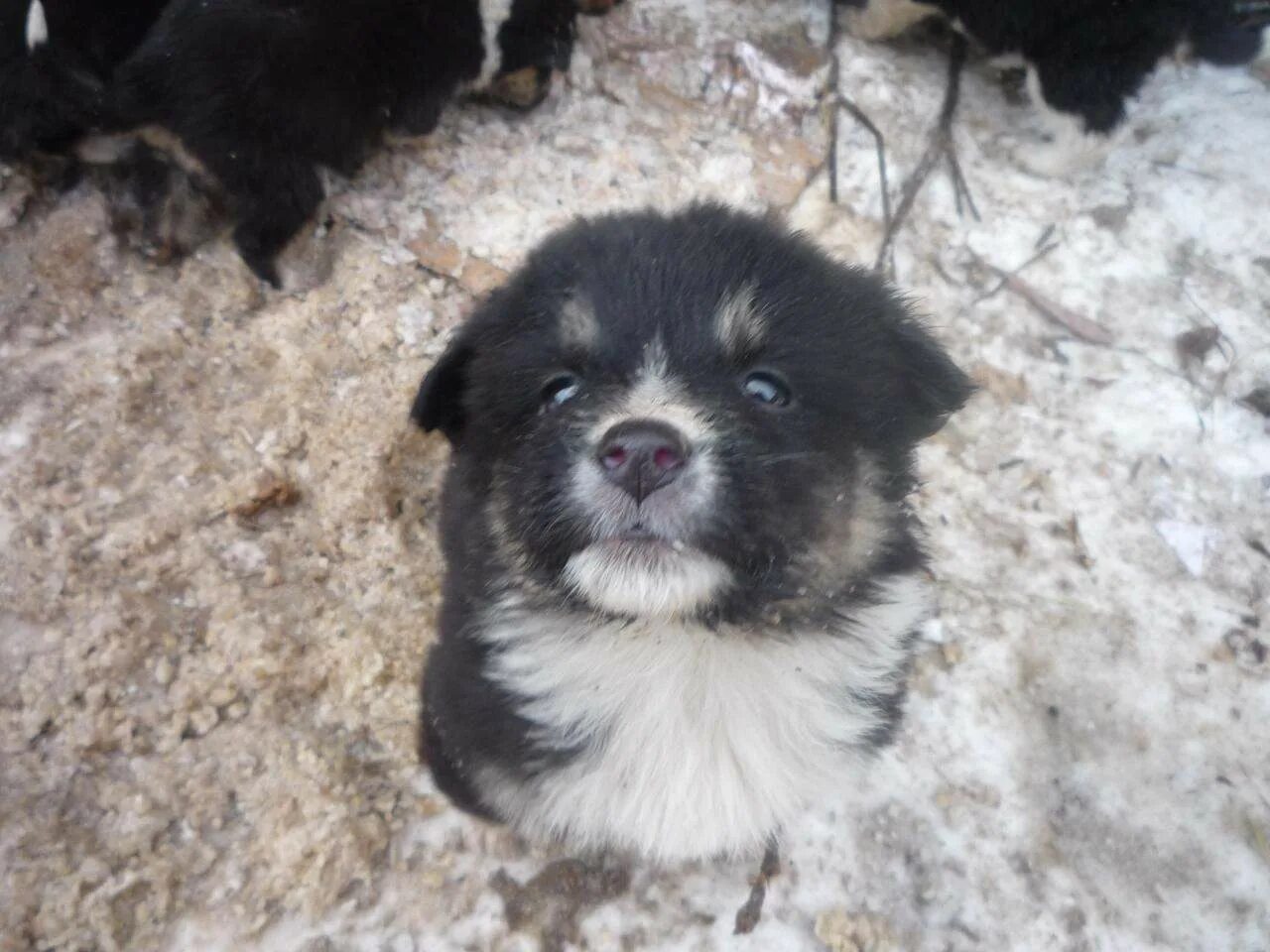Авито щенки ижевск