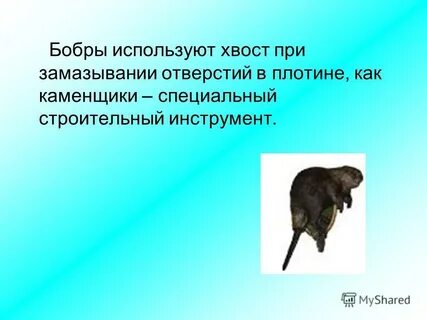 Зачем бобру