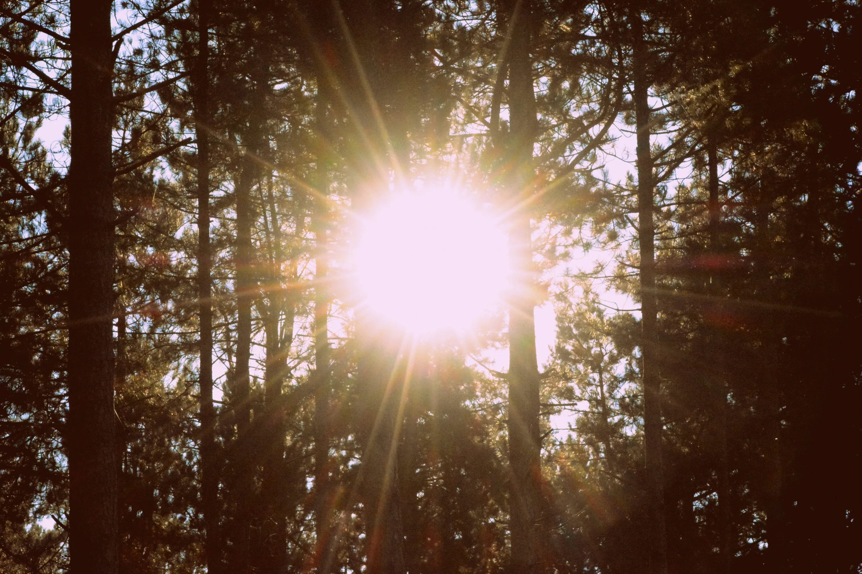 Лучи солнца. Лучики солнца. Свет солнца. Блики солнца в лесу. Виднеющиеся лучи