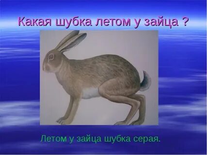 Заяц какие звуки