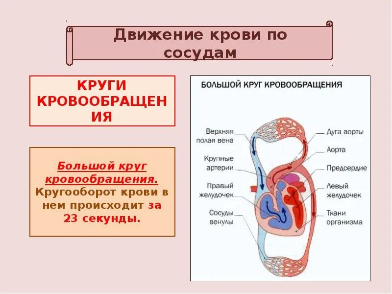 Биология 8 движение крови по сосудам. Движение крови по кровеносным сосудам 8 класс. Движение крови по сосудам 8 класс биология. Движение крови по сосудам схема. Причины движения крови по сосудам.